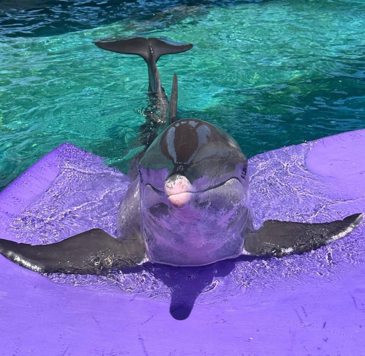 gulfworldPCB's tweet photo. We hope your Saturday involves floating in your pool with a smile as big as Kitana's!

#SaturdayVibes https://t.co/wGCL7fSqzH