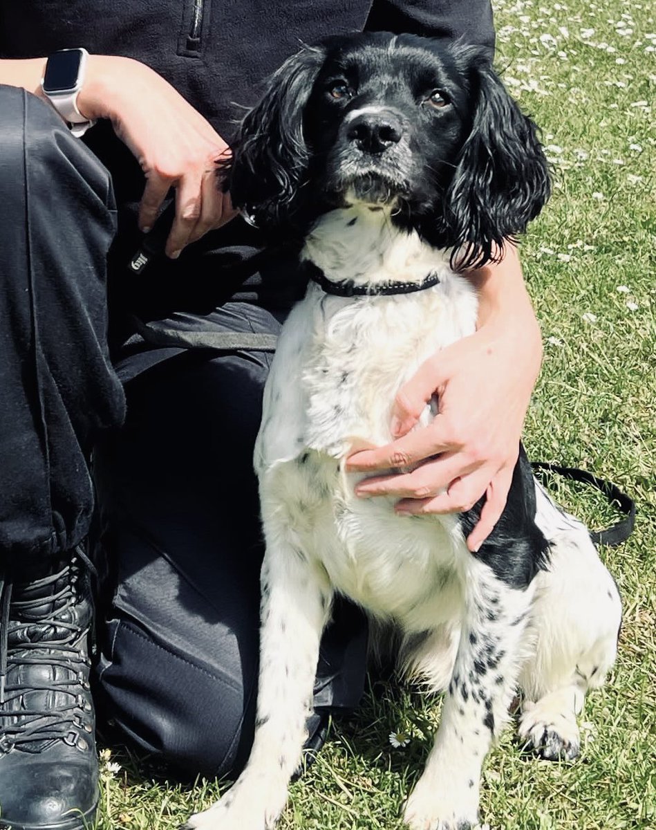 PD Reggie is looking very pleased with himself, and so he should be… he only passed all his exams on Wednesday to go out working , and last night he set to work finding drugs, good lad Reggie 👏🏻👏🏻