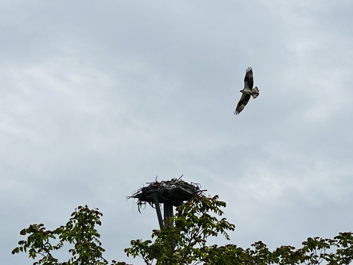 #CSHLregRNA osprey @CSHL