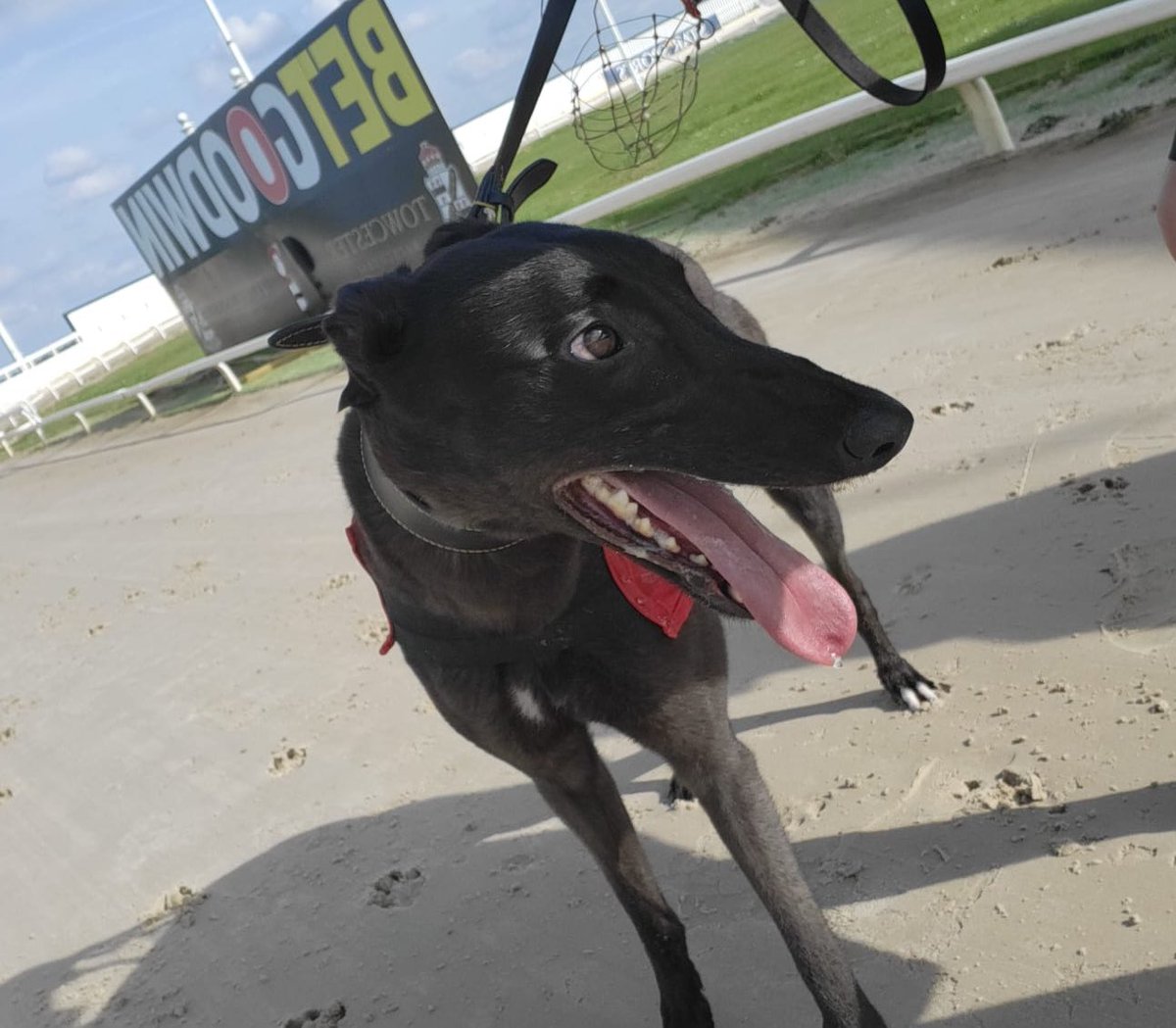 *GREYHOUND DERBY ENTRY NUMBER 4* Milton Daisy is a SEPTEMBER 22 Bitch, she was purchased from @GreyderSales TOWCESTER PRE DERBY Sales! Daisy is only young but has a bright future, she certainly will be staying on late ❤️ Owners : @Miltondogs