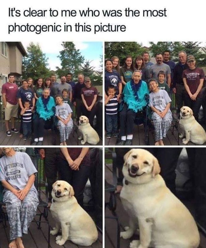 A very happy dog with a beautiful smile :)