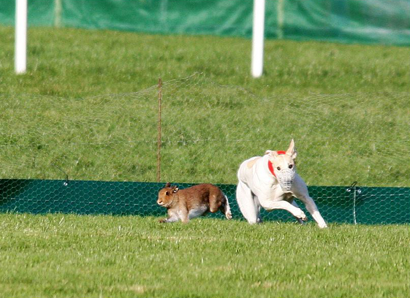 'Hare put down by vet on day 2 of Johnstown and Urlingford coursing meeting as a result of an injury sustained during the transfer of the hares that morning into boxes prior to the coursing event' oireachtas.ie/en/debates/que… #Ireland #AnimalCruelty #BanHareCoursing