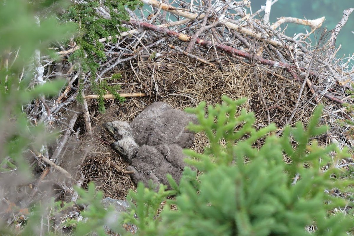 #eaglets