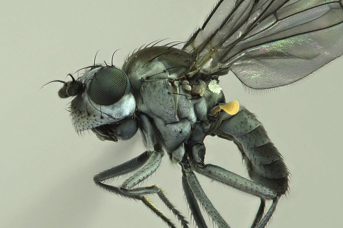 I say this every year...but I really must spend more time collecting Ephydridae! Scatella paludum, a common 2.5mm shore fly, from trackside mud at Leconfield DST last Sunday. @tc271 @SteveRoutl74122 @ynuorg @DipteristsForum