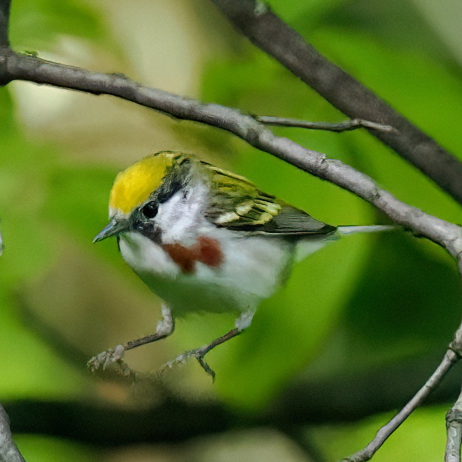 Banner morning birding in Central Park highlighted by some quality time spent with this friendly Chestnut-sided Warbler! Got some wonderful looks, but this is my favorite. 💛🤎💛 #warblers #centralpark #birdcpp