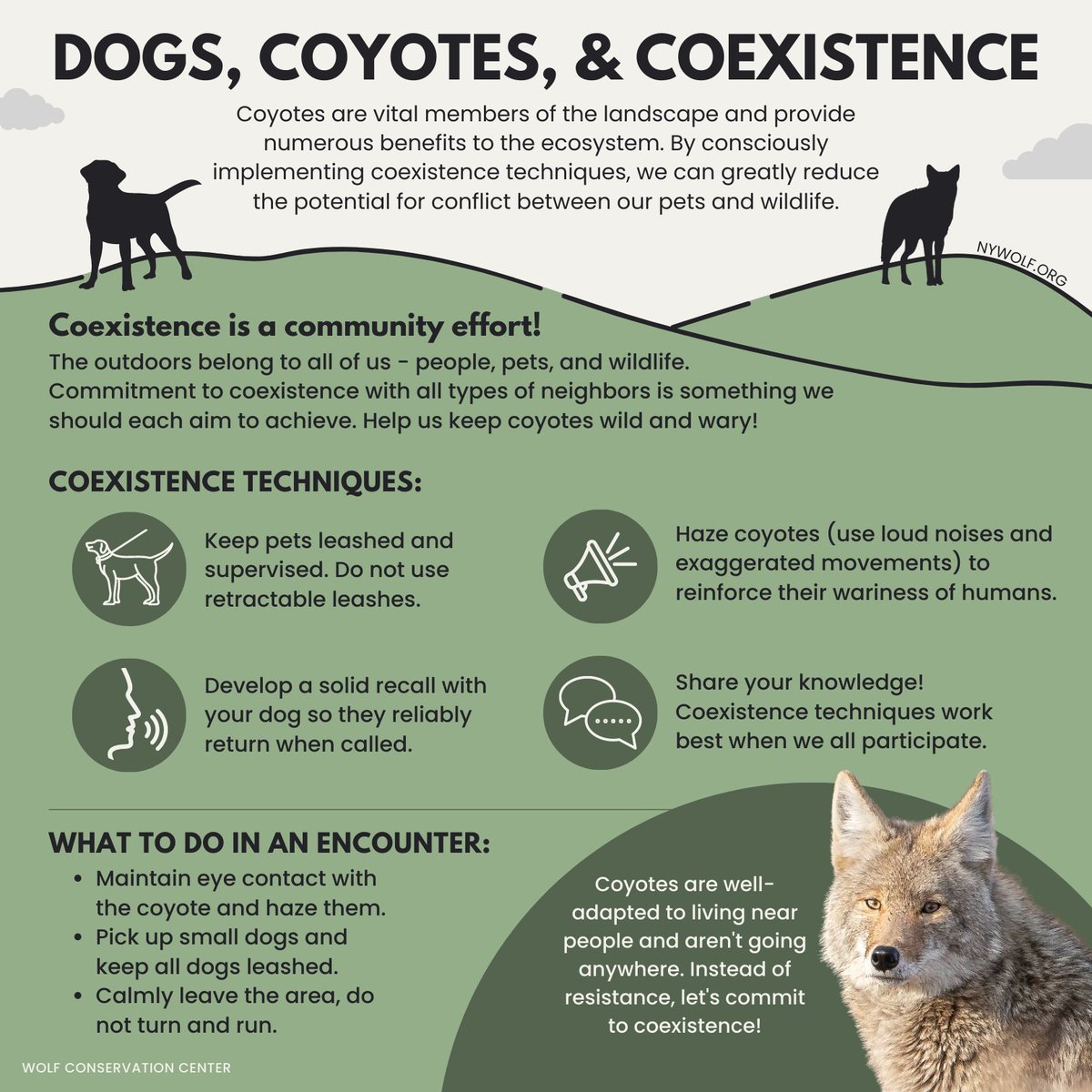Coyotes are vital members of the landscape and provide numerous benefits to the ecosystem. By implementing coexistence techniques, we can greatly reduce the potential for conflict between our pets and wildlife.   

Learn more → nywolf.org/programs-event…