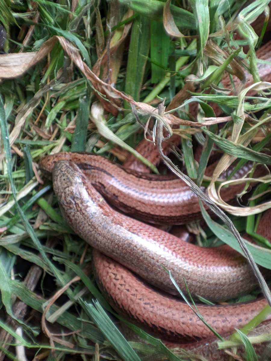 Mating slowworms in my compost heap!