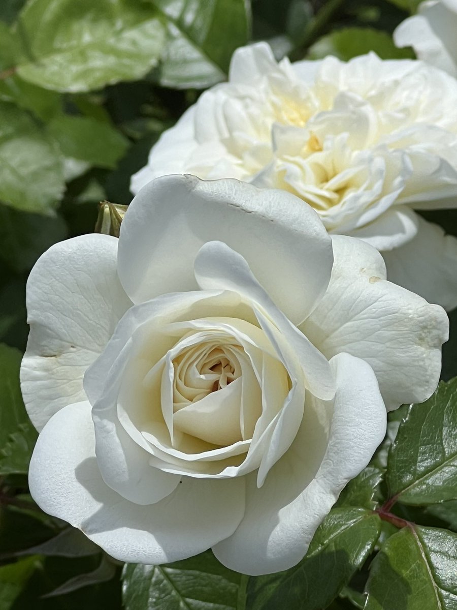 白い薔薇はすぐ汚れが目立ってしまうけど、この日の白薔薇はとても美しくかった。
白き薔薇ひとつ〜♪
ベルばらのオスカルを思い浮かべる。初めてベルばらをみてからもう半世紀すぎたようだ。
宝塚にもよく通った。
ベルばらは湖月わたるさんのフェルゼン、朝海ひかるさんのオスカル以来みていない。
