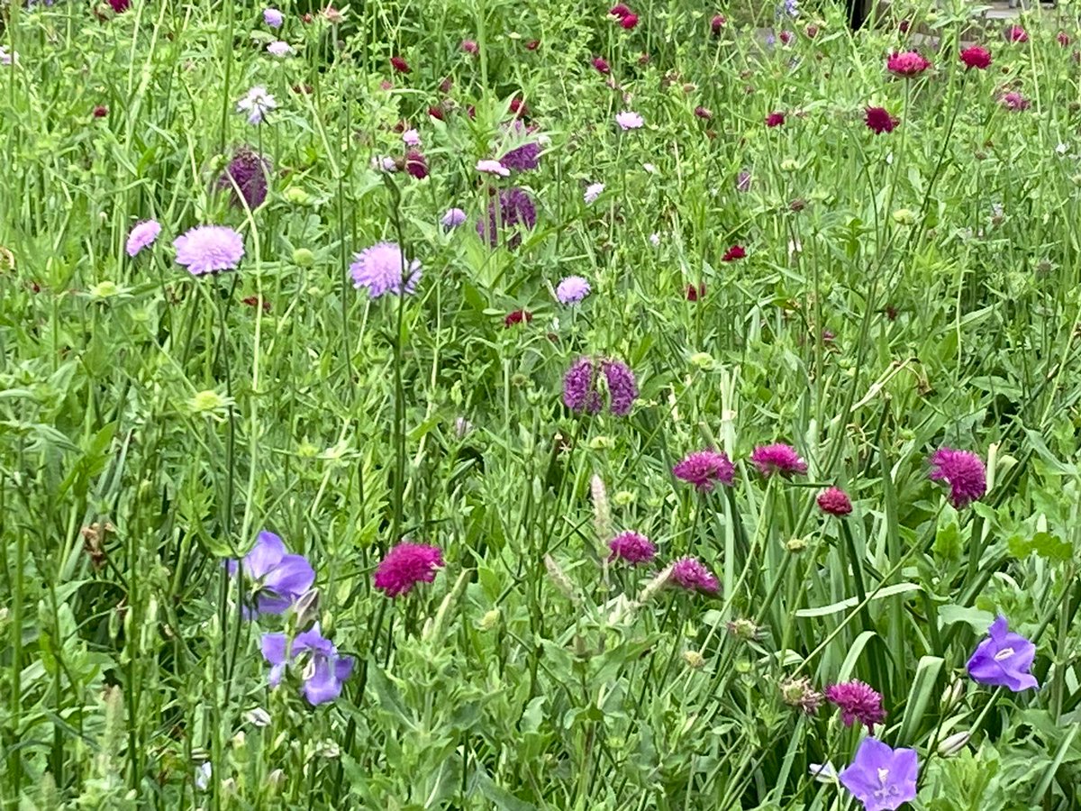 Our Turnham Green Terrace piazza garden in shades of purple & blue.