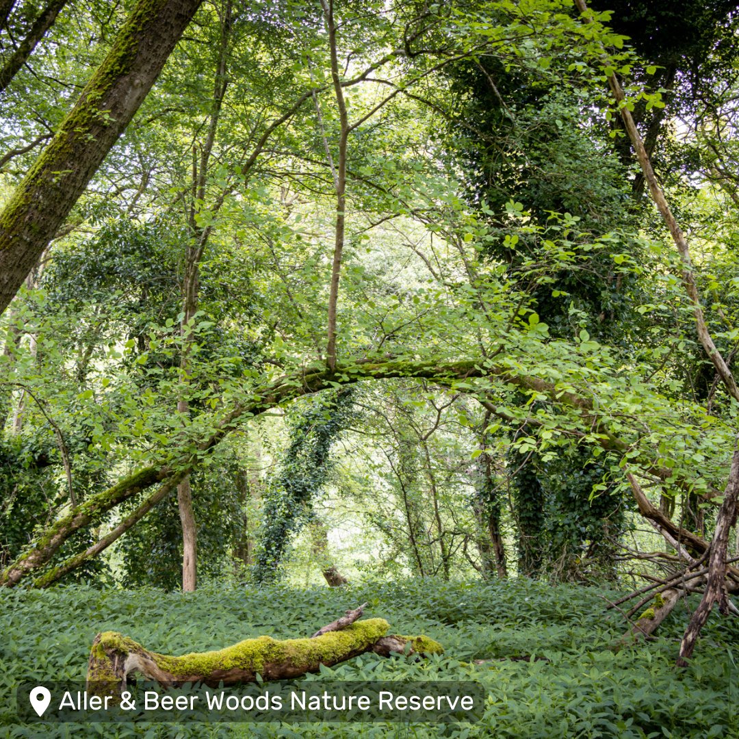 #MentalHealthAwarenessWeek is a great reminder that getting out and about in nature is a simple yet powerful way to improve your physical, emotional and mental health. 🔍 Discover our best sites for nature across Somerset: somersetwildlife.org/wildlife/natur… @mentalhealth