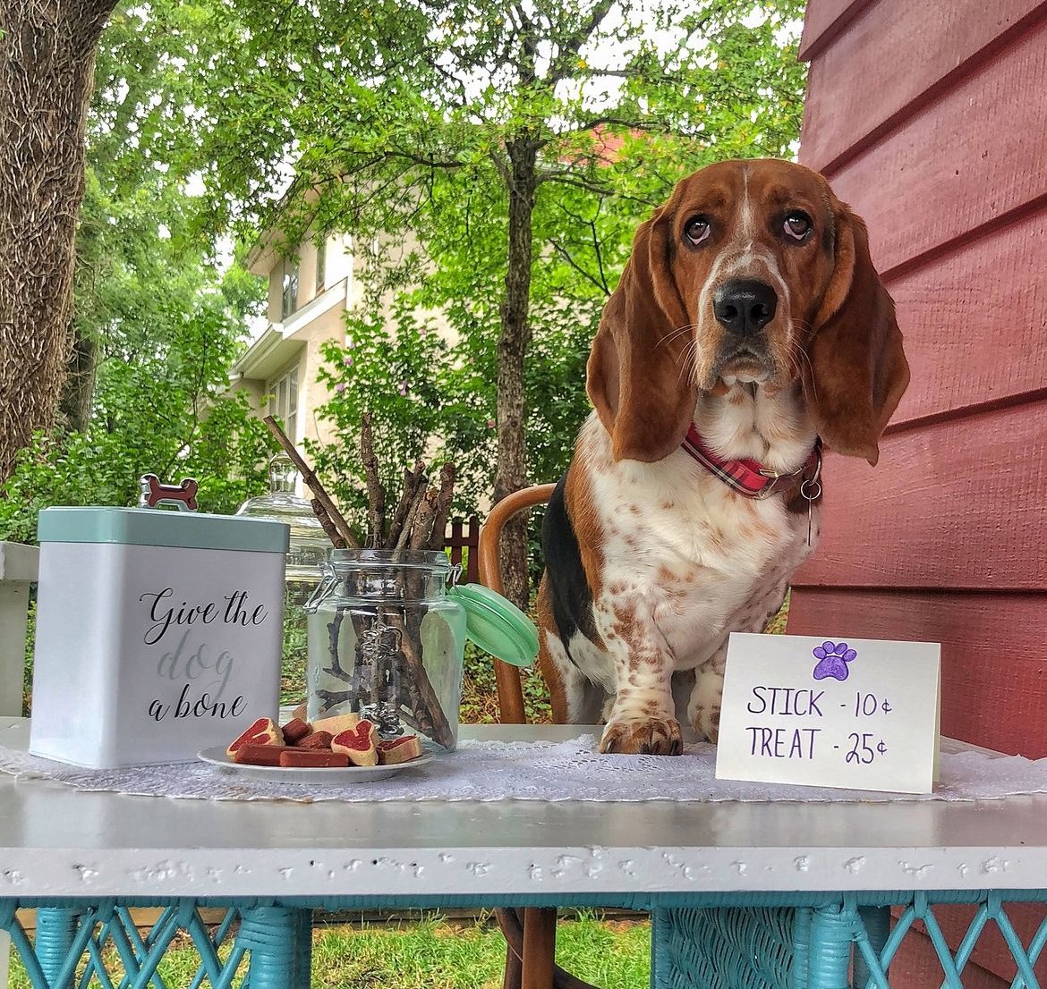 Anyone want to support a small business? 🐶 #shopsmallbusiness #smallbusinesssaturday #dog #hussle #bassethound