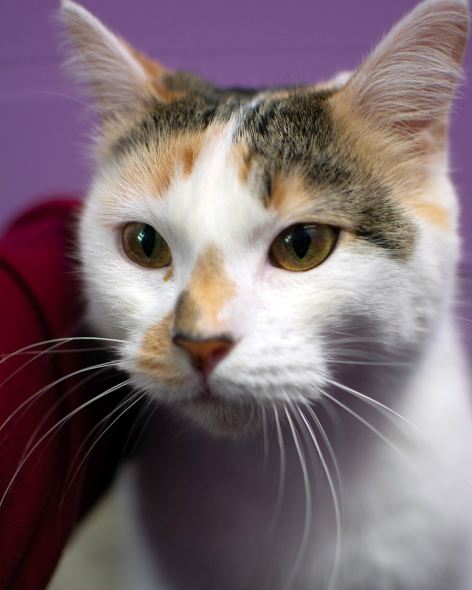 OpenDoorAnimals's tweet photo. 🤫 Don't tell the other cats, but Cleo is a shelter favorite! 🐾 She's super-outgoing and loves attention. At the shelter, she sometimes gets overstimulated, but in a home, her stress would be way lower, meaning more cuddle time! 🏡❤️ #AdoptCleo #ShelterPetLove https://t.co/28VNQmz1wA