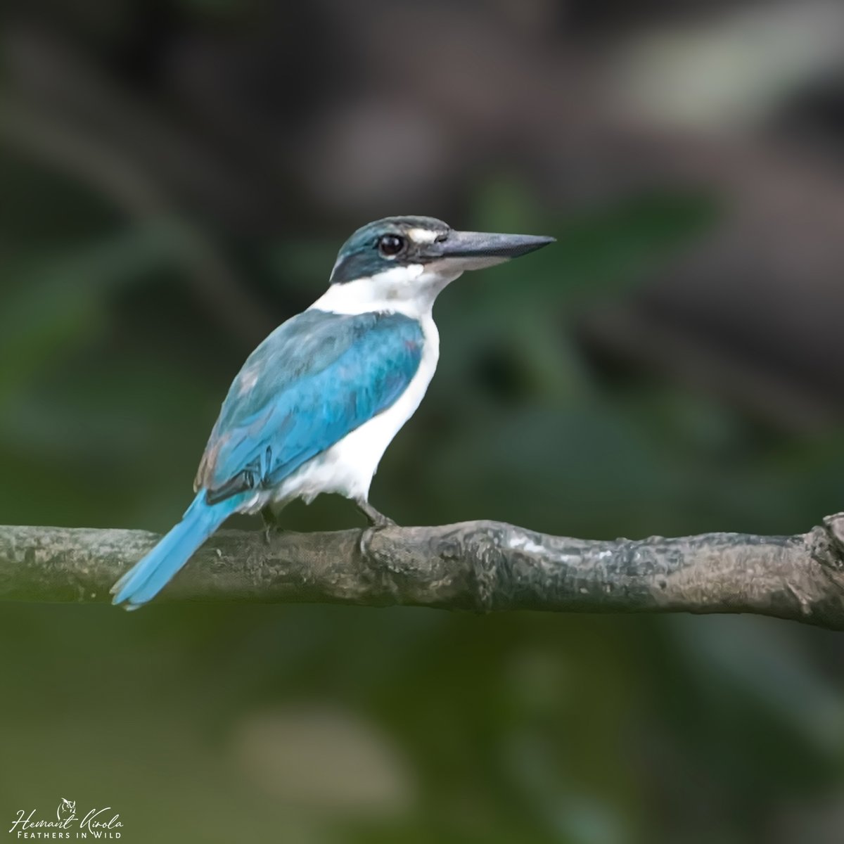 Today's special 'Aerial Fishing' bills/beak' (Bill which is uses to catch fish in a diving flight into the water from above). Let's fill the X with Aerial Fishing bill birds. Collared Kingfisher #IndiAves #ThePhotoHour #AerialFishingBills