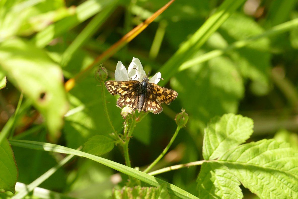 ** FIELD TRIP ** Chequered Skipper, Fineshade Wood Note - This will take place either Monday 3rd June or Wednesday 5th June More details here: butterfly-conservation.org/events/chequer…… @BedsNthantsBC @ButterfliesEM @FoFineshade @SusannahOBC @jpwildman