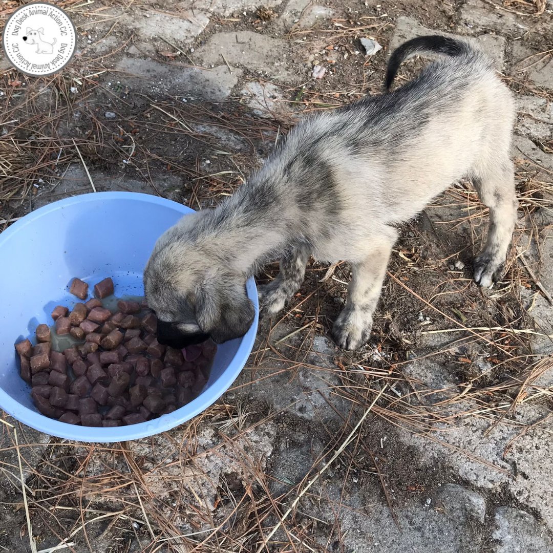 One of the 45 dumped puppies is much smaller than the rest, tiny in fact Shelter staff know what to do to help her thrive, poor little thing 😢 Can you imagine dumping this baby on the street to survive on her own, so cruel & callous Thank god for the shelter project 🙏