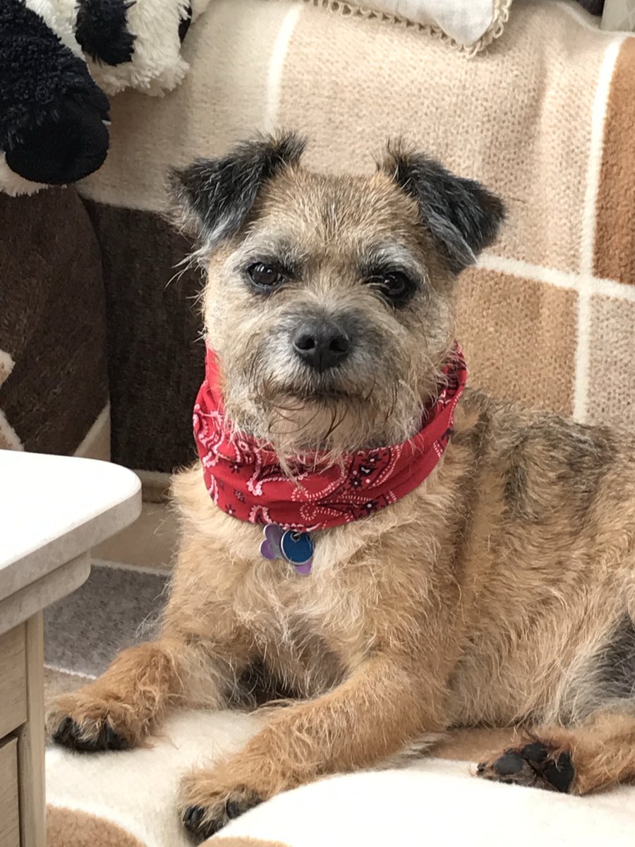 We said goodbye to our beautiful Duffy last Friday. Such a wonderful companion, nicely naughty and fun. Loads of happy memories but a huge hole in our lives. #dogsofTwitter