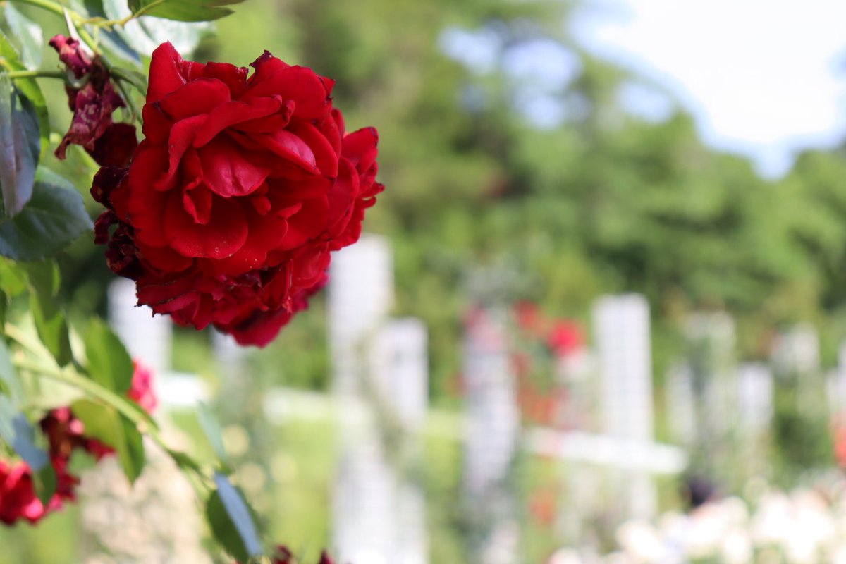 バラの香りがする薔薇