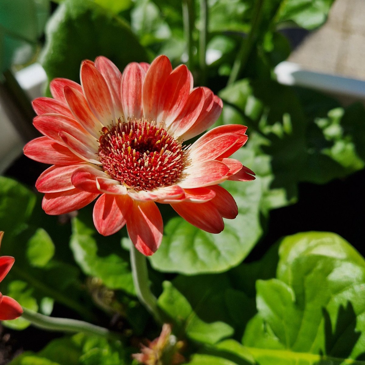 #dinah mon âme à tout jamais♡ Une partie de moi s'en est aller en même temps que toi.
 "Je t'aime comme on aime un beau jour d'été immobile et très haut entre le matin et le soir. Je pense à toi d'une façon tellement forte que ton absence bat en moi comme une porte dans le vent"