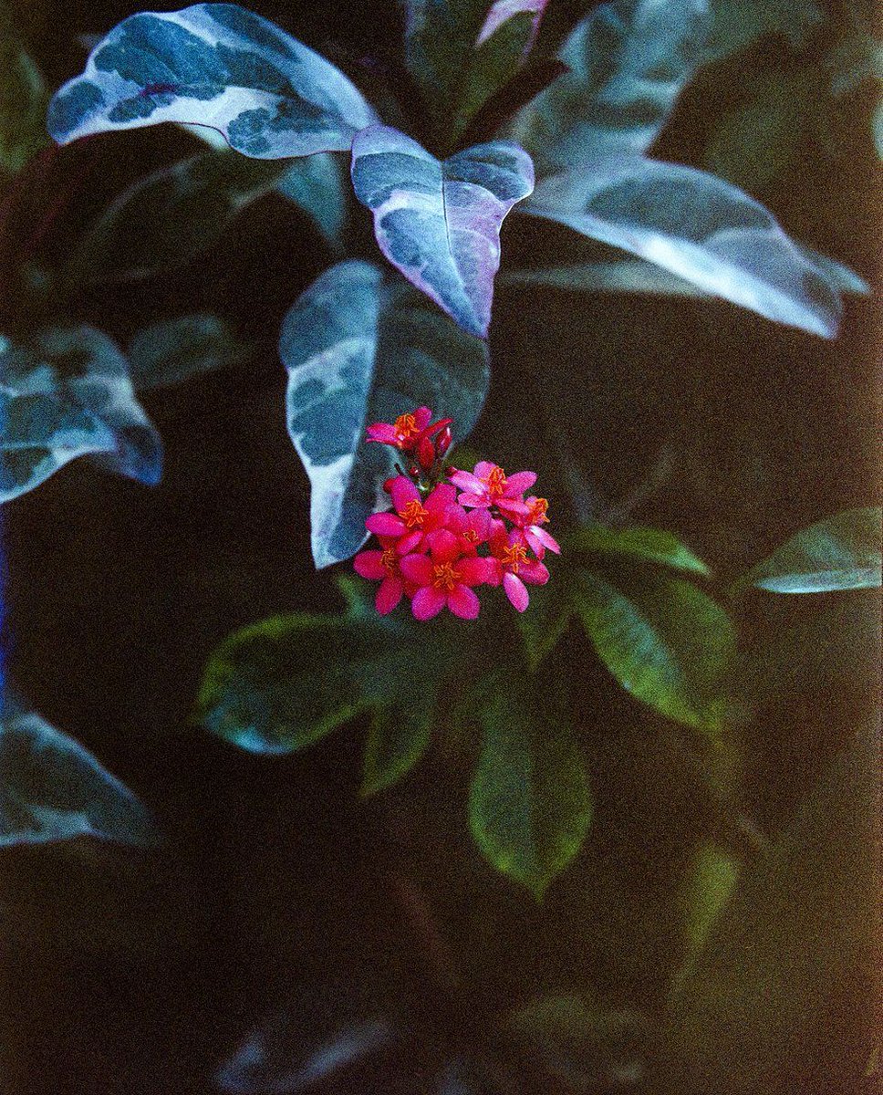 'When I first saw the developed photos, it seemed like a dream-like or alternate reality compared to the moment and place I captured them in.' - Gui Martinez captured a trip to Thailand using some LomoChrome Purple, Turquoise and Color '92 120 film. buff.ly/4dLGC44