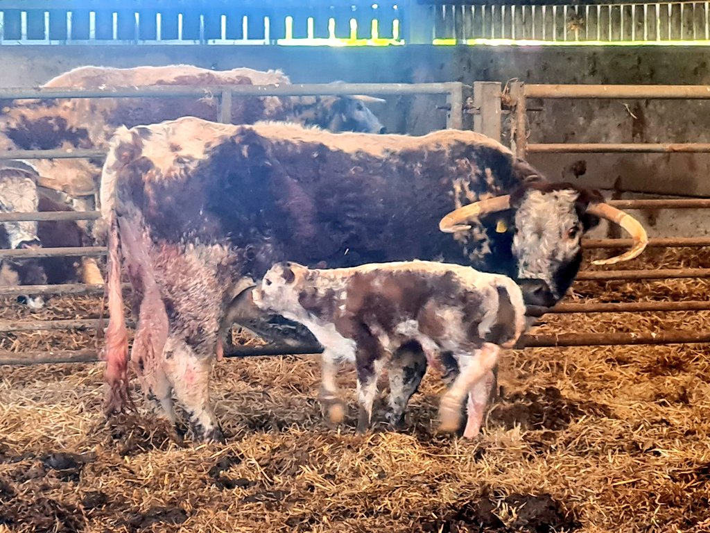 Went for a sandwich knowing that 11 y/o Tetford Up-Tempo was finding a spot to calve. Calf was up when I arrived back!  She's an old hand so I'll leave them to it for a while. Think it's a heifer but I'll check when I  put the @allflexuk #TST tag in #tetfordlonghorns #easycalving