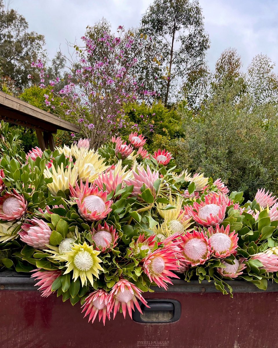 What do these #King #Protea all have in common? They’re waiting for you this morning at the @OldTownTemecula Farmers Market (8am-12:30pm). 🚜🌸👑🌸 So, head on over… we have plenty of proteas, fillers & greens, #bouquets + plants to brighten up your weekend! 💐😊🪴 #cagrown