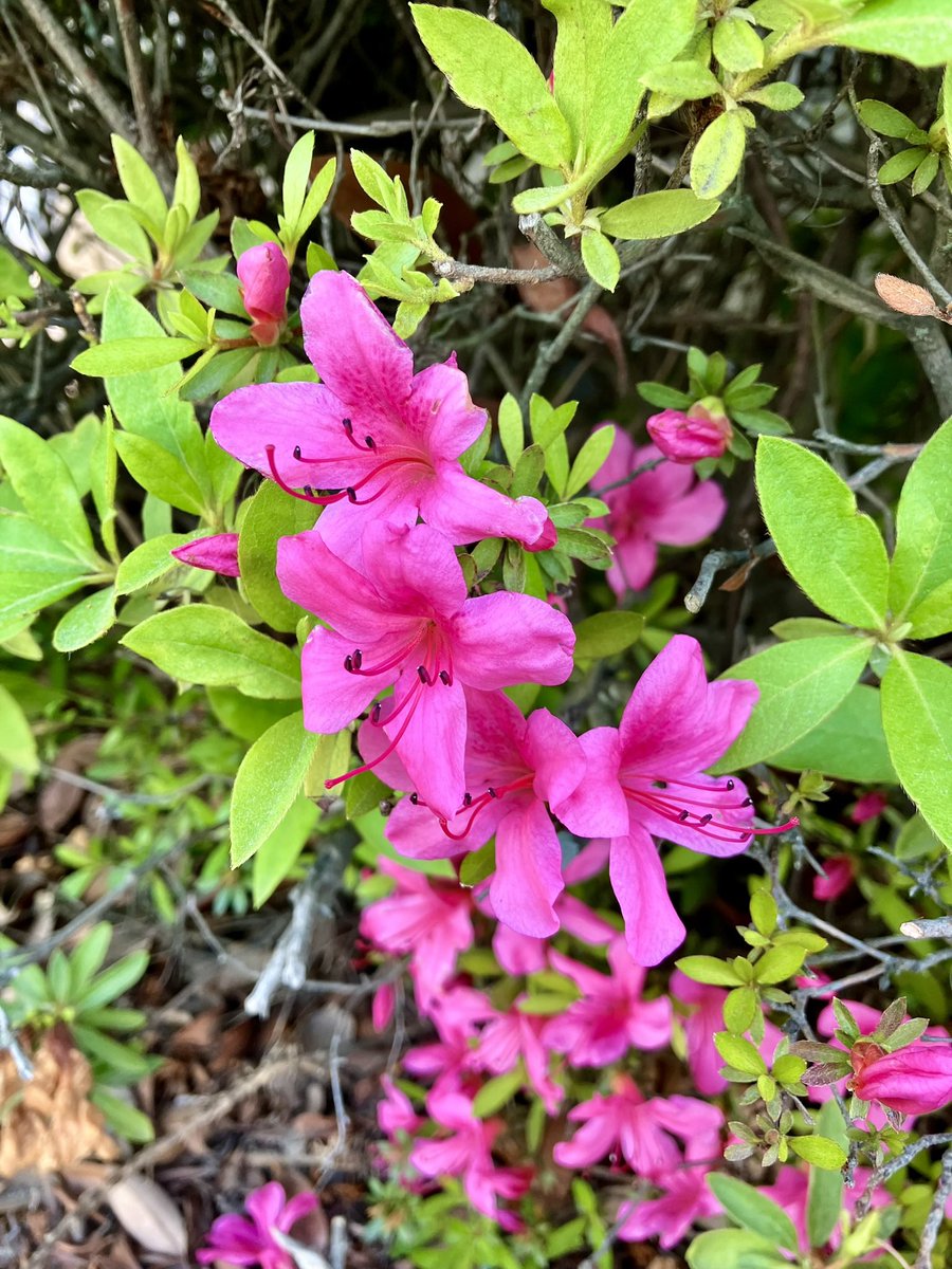The azaleas in the park are in full bloom and look absolutely stunning. 

Their vibrant colors create a picturesque scene, bringing a sense of tranquility and beauty to the surroundings.

#azaleas #flowerseason #infullbloom #beautifulscenery #naturalbeauty #flowerlife