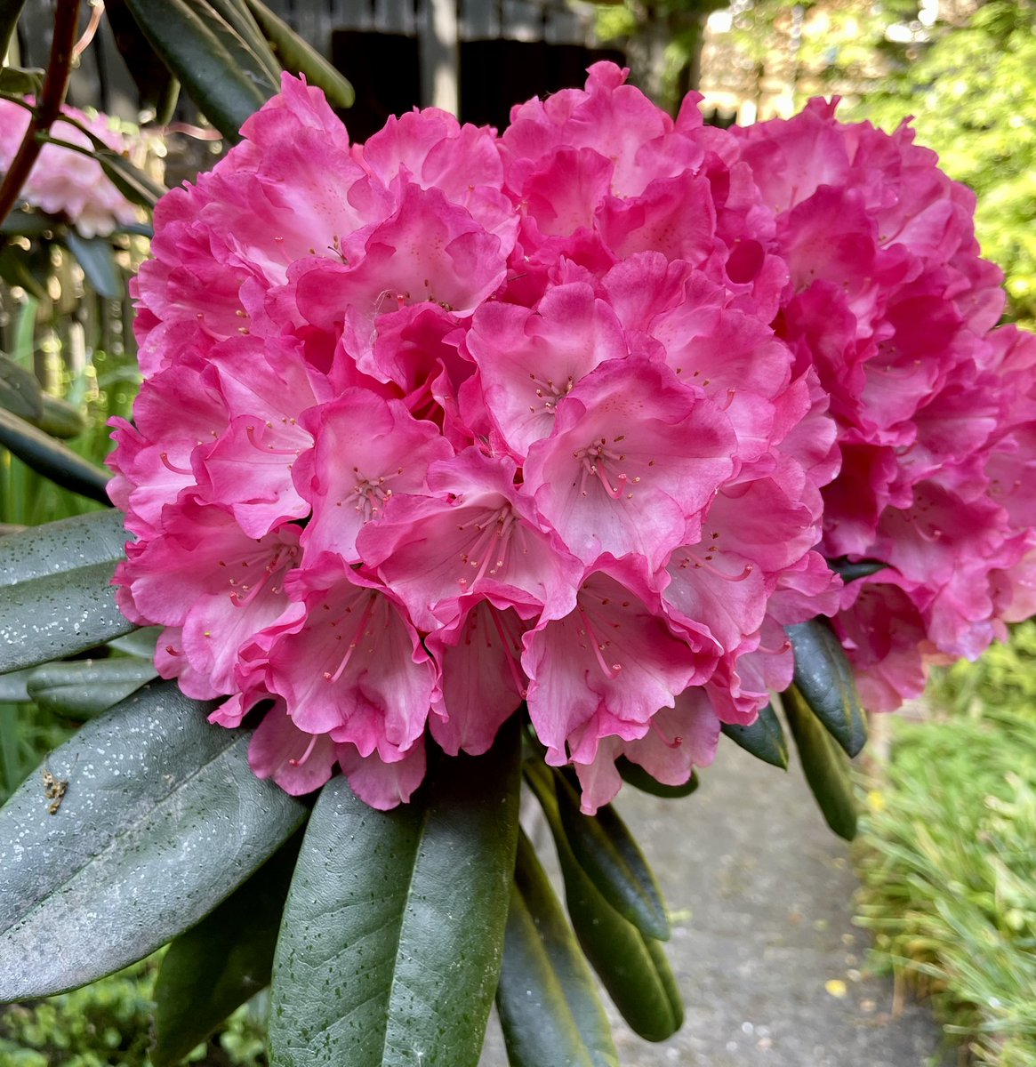 It’s 22 degrees in Glasgow, so enjoying the shade and colours in the garden.