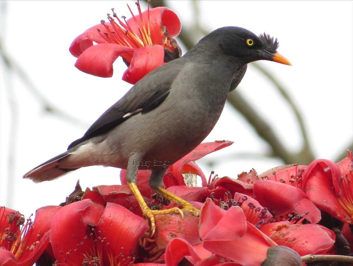 Gimme a shout if you’re enjoying my Myna/Starling series. This is the Jungle Myna and loves forests. They love riding on big mammals and feeding on their parasites. Rhinos and Buffalos specially, that mad eye and tuft of hair sets it apart @indiaves