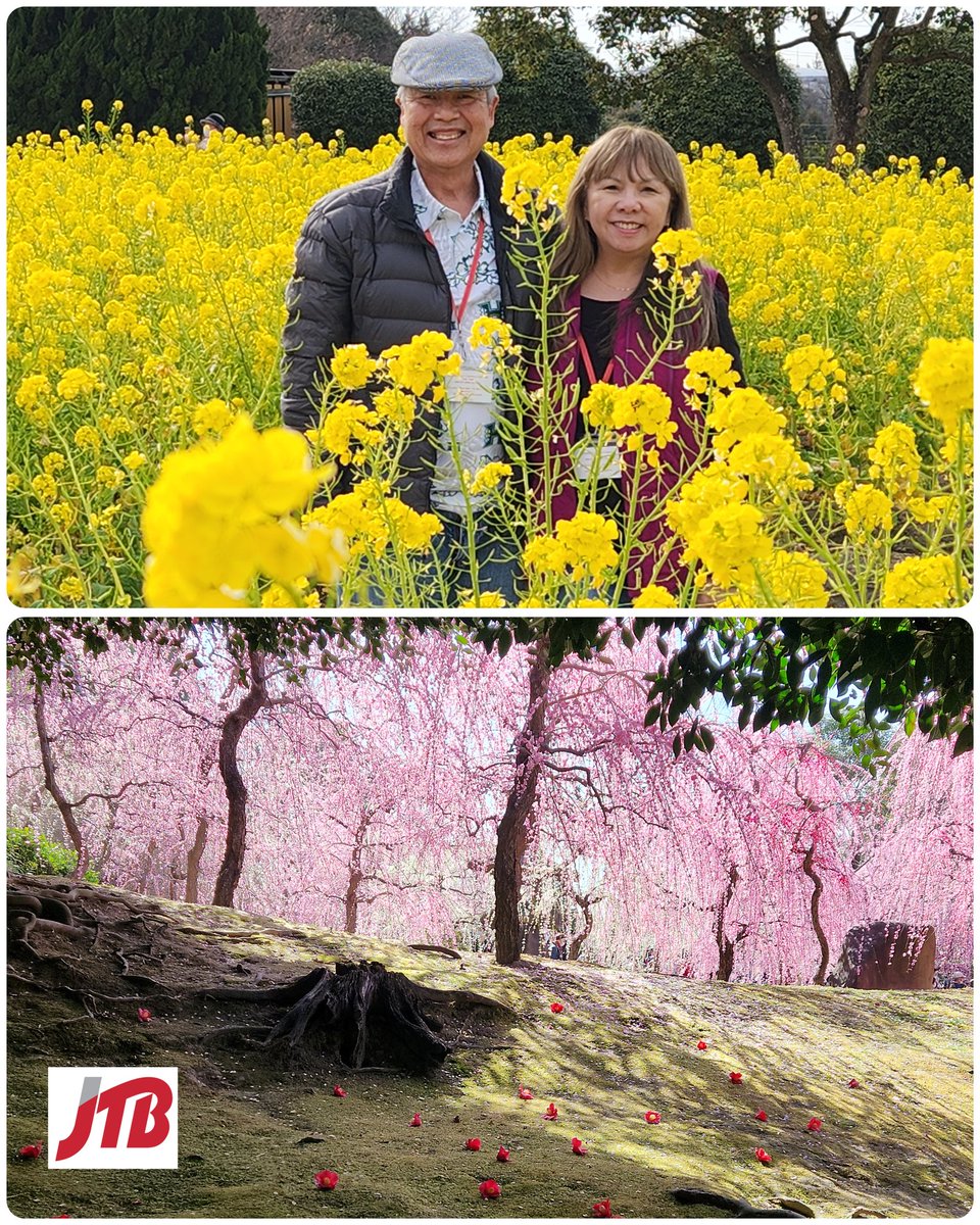 Spring flowers with JTB USA Honolulu, escorted from Hawai’i - US Mainland departures available! 🤙

Kansai Ume Tour
FEB 26 ~ Mar 6 🌸
👉 jtbusa.com/doc/FEB26_Kans…

#tour #travel #PlumBlossoms #kansai #visitkansai #springflowers