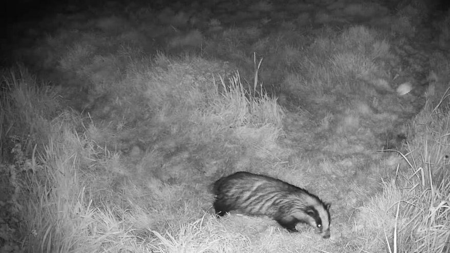 After a visit by a real badger, in the #PaganPathway UK blog this week we're looking at Badger animal spirit guides! Read it at paganpathways.uk/f/delving-into… and please do share your #Badger encounters!

#paganblog #paganwriting #pagan #animalspiritguides #spiritanimals #witch #wicca