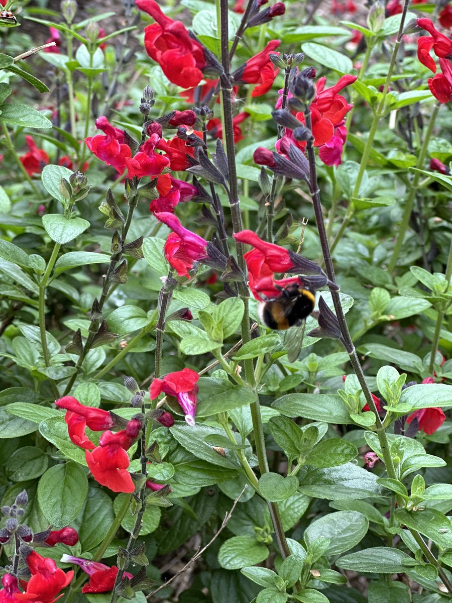 The lawn & wildlife garden at Commerce House are looking beautiful at the moment thanks to @grow_n22 🌺 🐝 #ThisIsAP