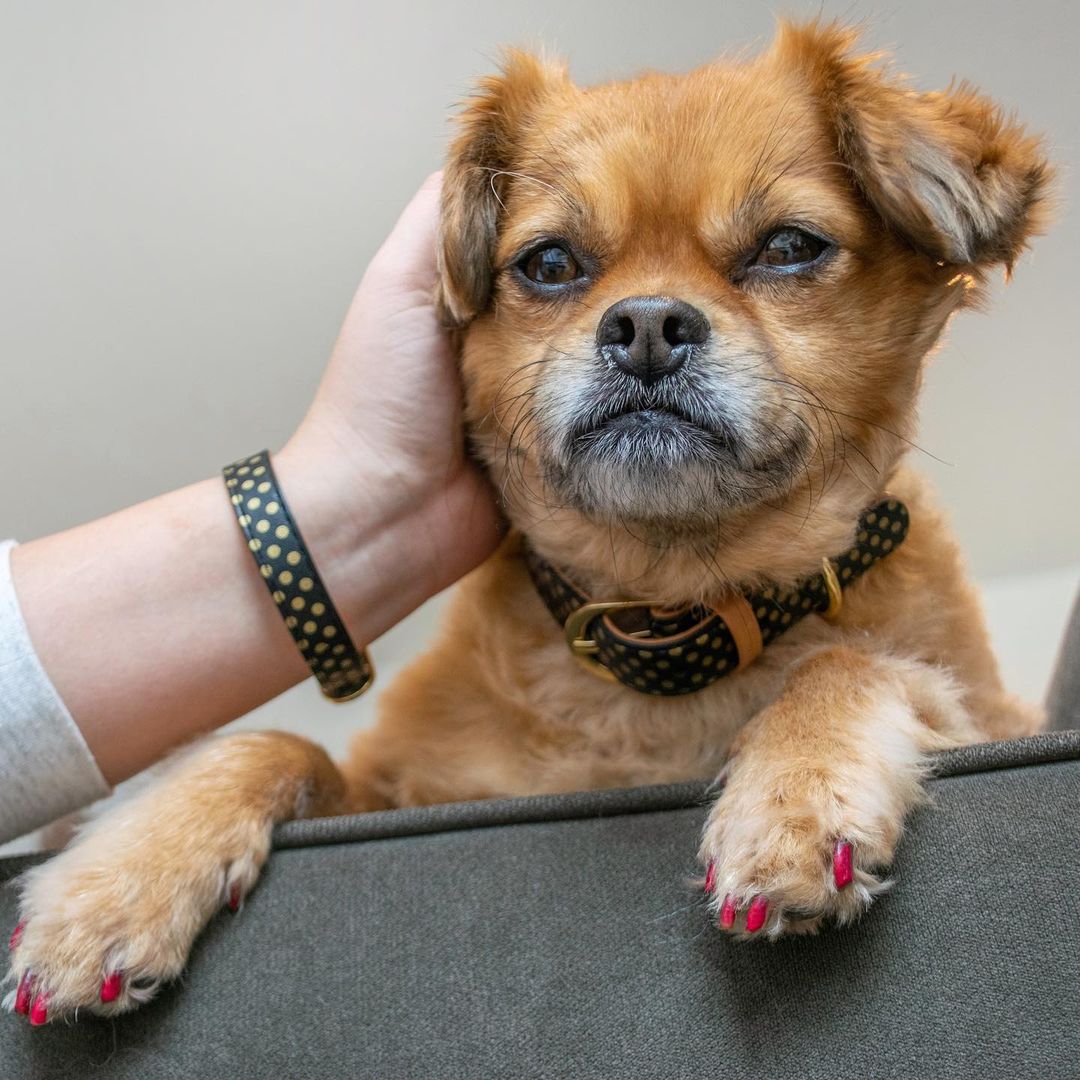 So, how do you like my nails? Saturdays are best spent with hoomans pampering us! @smooshy_mooshy

#friendshipcollar #petcare #love #matching #besties #fashion #collar #woof #doglover #petstagram #mansbestfriend #dogfashion #dogs #dogaccessories #dogmodel #doglife #dogoftheday