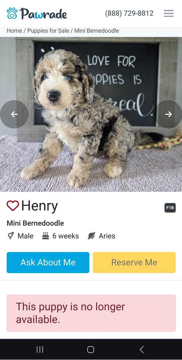 InnerBelief_'s tweet photo. Bought a puppy. Was really indecisive, as I am with all big purchases https://t.co/Ma5xajygRO