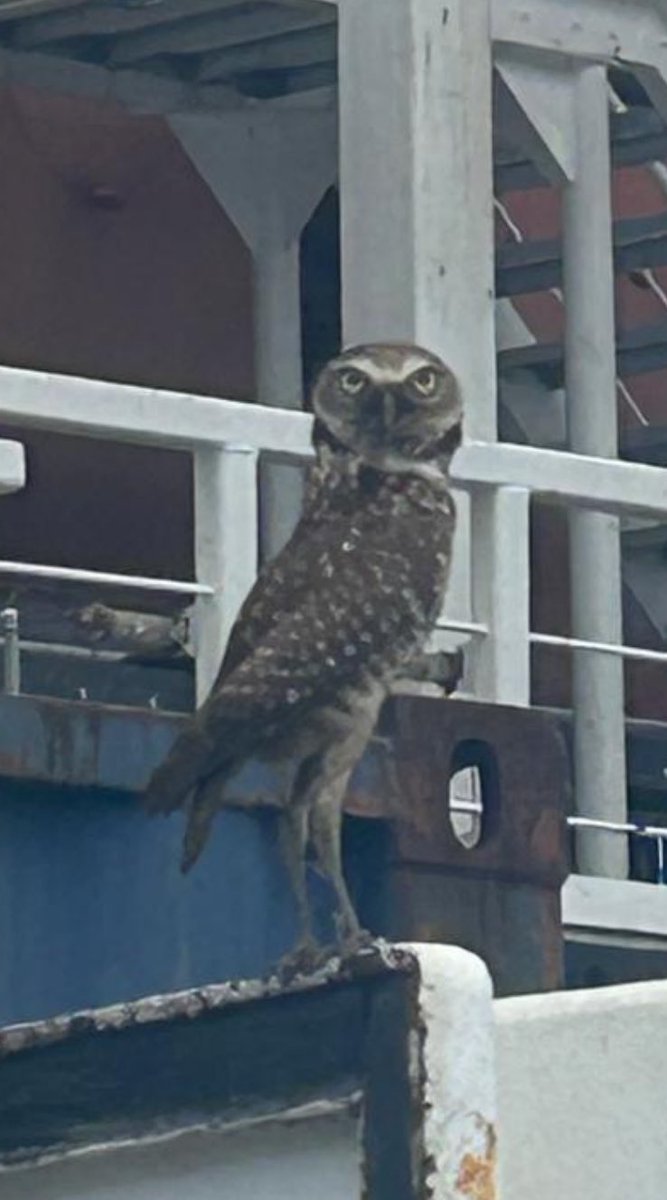 The owls are not what they seem

My friend's first day back at work on the offshore oil rig. Nothing creepy about seeing an owl here (also the sight of previous UFO encounters), right Mike Clelland? @ClellandMike

🦉