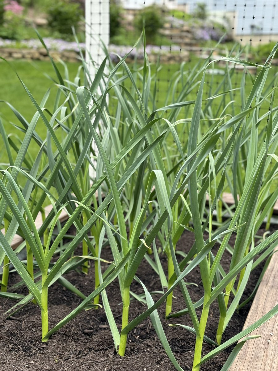 This year’s #garlic crop looks like it was pretty thankful for last week’s compost dressing. 🧄 🤤 🤩
