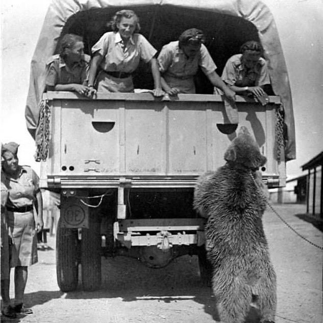 18.5.23: 80 Anniversary of the Polish victory of Monte Cassino

One of the most famous soldiers who took part was #Wojtek … a Syrian Bear.

Find out more by reading Aileen Orr’s book “Wojtek the Bear”