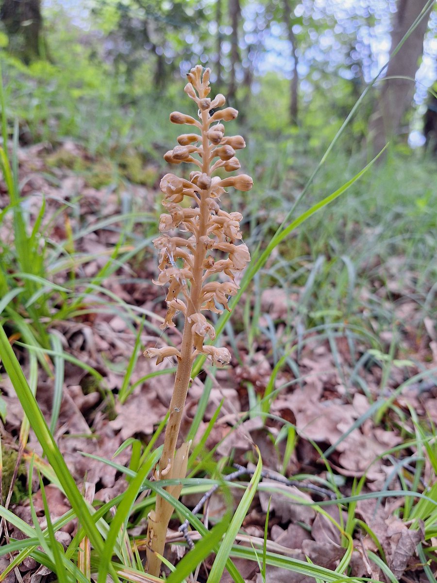 Ben Atkinson (@benjmatkinson) on Twitter photo A Bird's nest orchid at Bracketts Coppice yesterday π
<a href="/DorsetWildlife/">Dorset Wildlife Trust</a> <a href="/ukorchids/">Wild Orchids UK & Ireland</a> <a href="/BSBIbotany/">BSBI: Botanical Society of Britain & Ireland</a> <a href="/WildaboutPlants/">Plantlife</a> A Bird's nest orchid at Bracketts Coppice yesterday π
<a href="/DorsetWildlife/">Dorset Wildlife Trust</a> <a href="/ukorchids/">Wild Orchids UK & Ireland</a> <a href="/BSBIbotany/">BSBI: Botanical Society of Britain & Ireland</a> <a href="/WildaboutPlants/">Plantlife</a>
