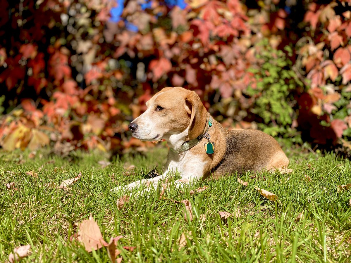 Yesterday we said goodbye to our girl, Raya. She was the sweetest pup one could ever imagine. She’s now with our other dog, Chuckie, who passed last summer. We were so blessed to have two wonderful companions in our lives, but now we are left with a profound sadness. 💔