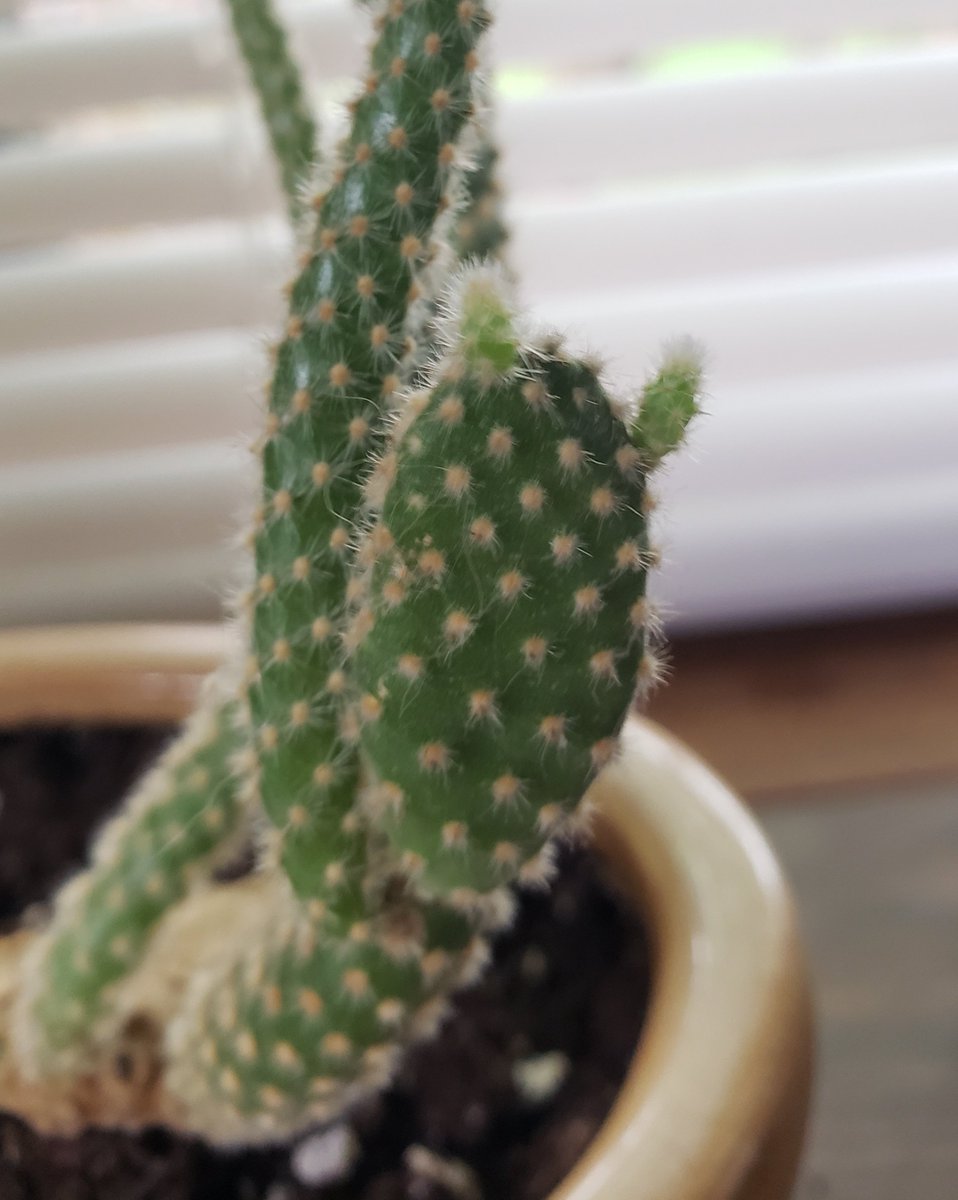 My cactus has decided to grow ears 😸