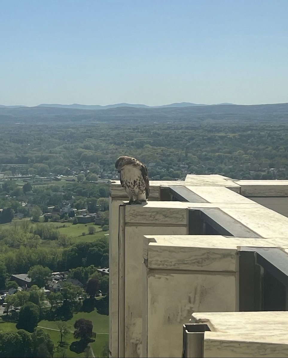 Talk about a birds-eye-view of Albany 🦅

📸: @NYSCapitolVisit via Judy, an OB deck security guard 

#albanyny #aroundalbany #upstateny