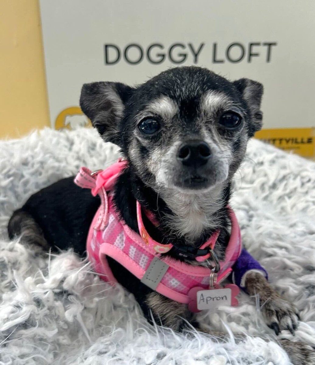'I'm Apron, I've just arrived. This Doggy Loft thing is nice! Way better than the streets of Sacramento. 😒 I heard them say my photo will be on a website soon and that someone will fall in love with me.' 💗 
Meet #senior dogs today, 11-2, 255 Alabama St in #SanFrancisco 🎉