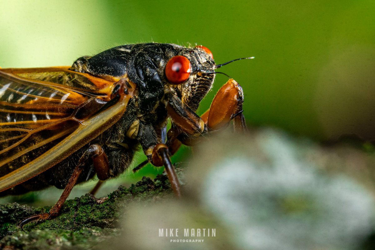 The novelty of the Cicadas will wear off soon. They're not making noise yet so they're not so much trouble. I'll be back to portraits of people, hummingbirds, dogs, and cats before too long.  #canonfavpic #100mmmacro #canonr5 #cicadas