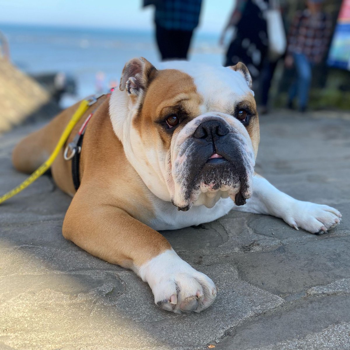 I did hear road trip 🚙!! We’re at the seaside 🌊☀️ and my bed is here so I think we’re staying 🐶🐾❤️ Barney #BarneyTheBulldog #DogsOfTwitter #DogsOfX #DogsOfIG #DogsOfFacebook #Bulldog #EnglishBulldog #RoadTrip