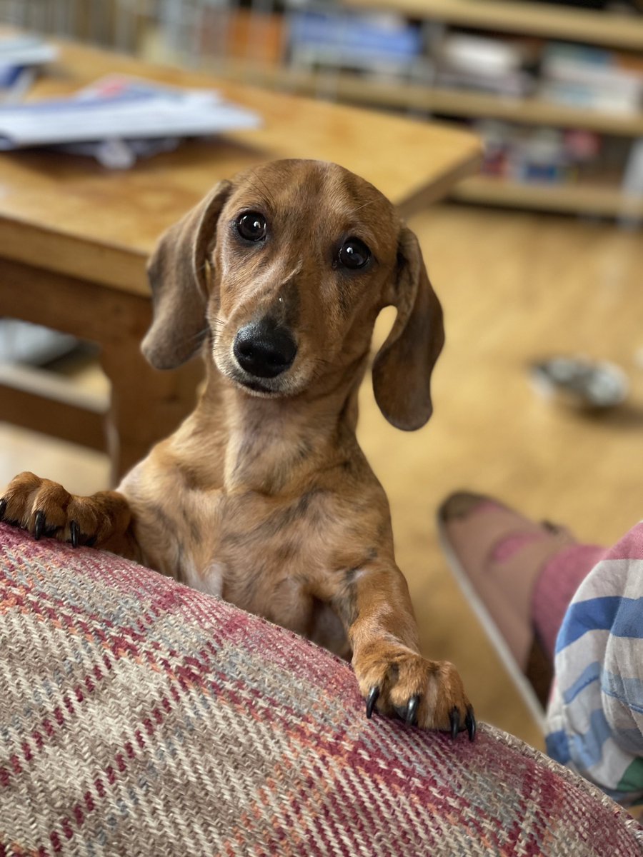 Margo says happy Saturday everyone! Two weeks since we brought her home from the sanctuary and she’s loving life. #AdoptDontShop #RescueAnimals #PuppyPower #DachshundLife