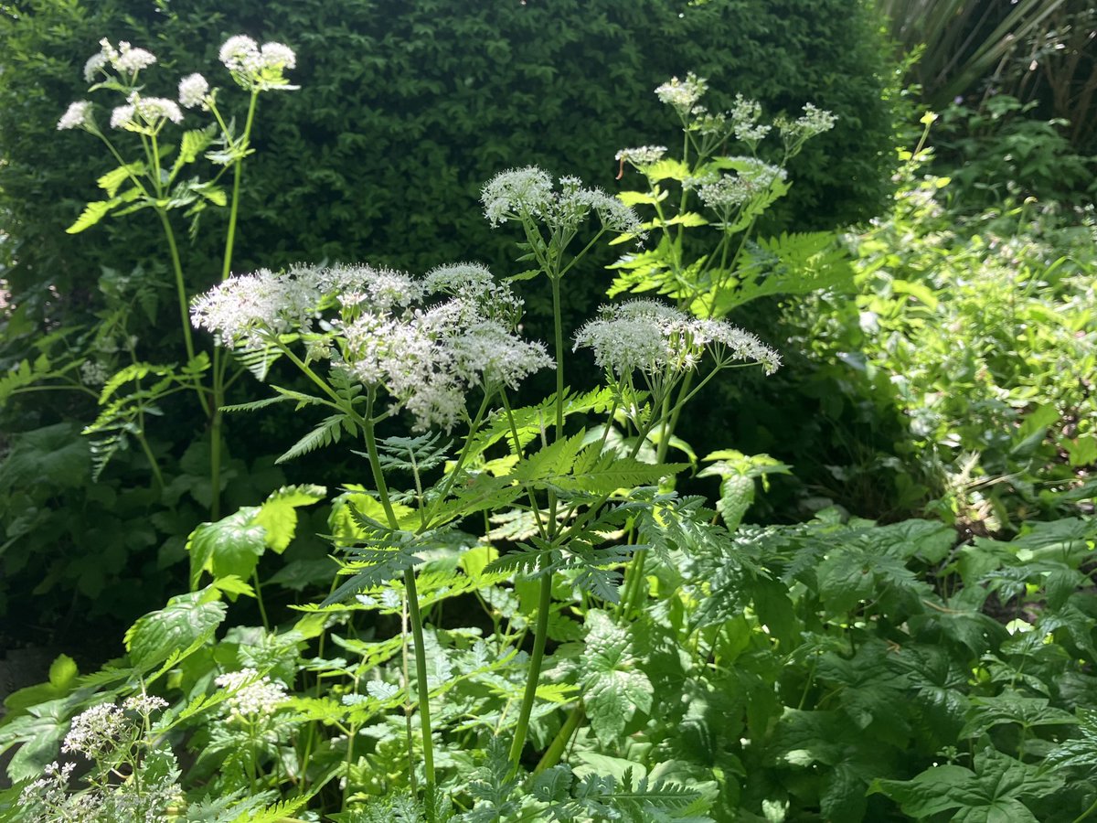 Sweet Cicely looking dramatic in the afternoon light under the Magnolias #GardeningTwitter