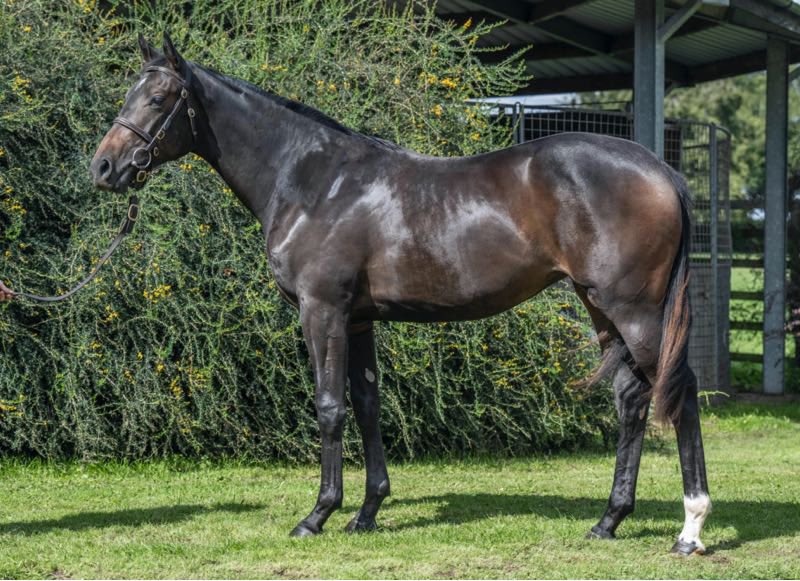 🥇SO LOGICAL🥇 wins the @jenningsbetinfo Handicap @NewmarketRace under @HollieDoyle1 for Tactful Finance & Partners and John & @thadygosden 👏🏼⭐️She was a @Tattersalls1766 Somerville Sale purchase from @whattonmanor #AnEyeForSuccess #BlandfordBloodstock