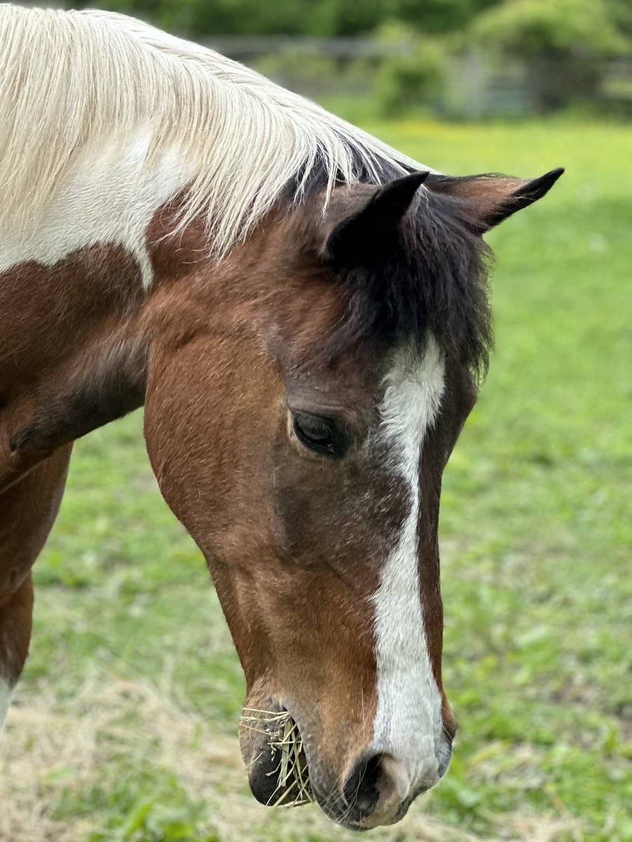 Just finished grooming Apache and figured I’d get some pictures BEFORE he rolls and gets muddy.