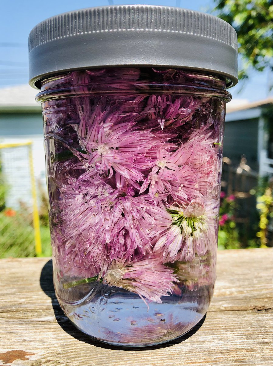 Chive flowers harvested and having a steep. What a brilliant and easy way to turn simple white vinegar into a tasty addition to stews, sauces, & vinaigrettes. Pretty to look at too! #Garden2Table #KitchenGarden #GYO