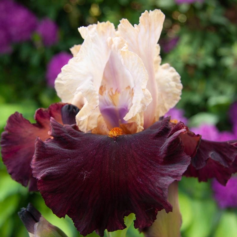 Namjoon: Iris germanica ‘Broad Shoulders’