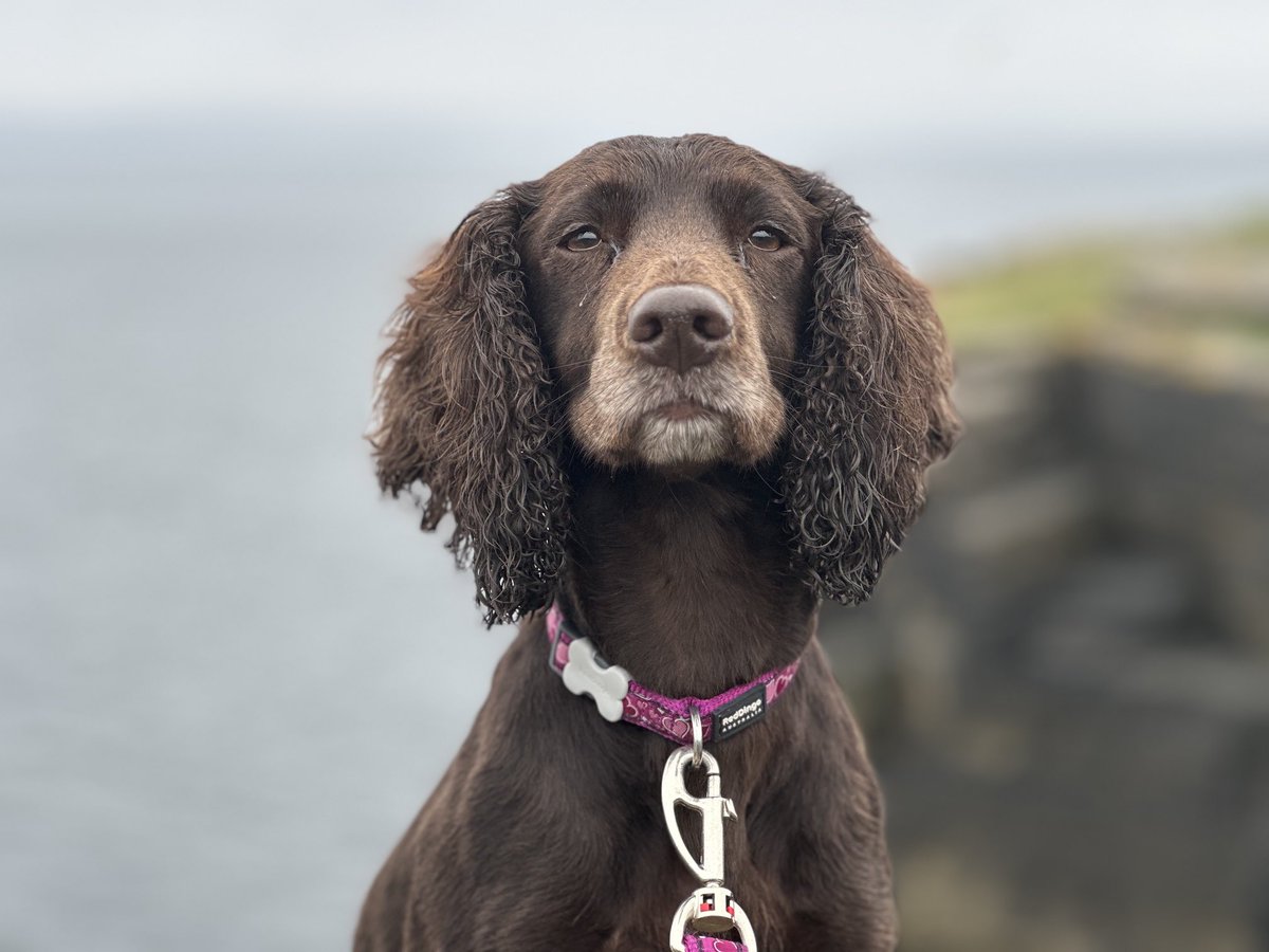 coco_should's tweet photo. Not such nice weather today, so a big walk along the cliffs. Dad made sure not to let go just in case I went birdie chasing. https://t.co/f84RYlKnNe